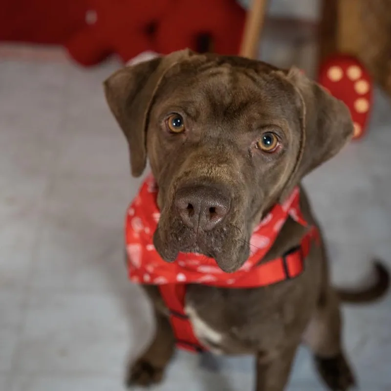 A young small-sized male Brown / Chocolate Chocolate Labrador Retriever dog named Lucky for adoption in Aberdeen, NC
