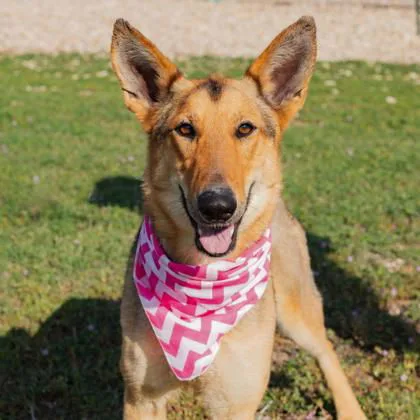 An adult medium-sized female Collie dog named Lacey for adoption in Waco, TX