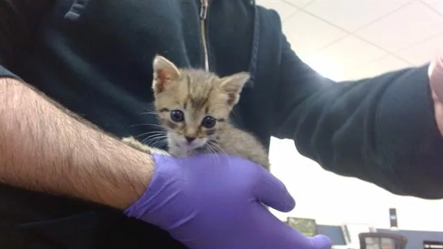A baby small-sized female Domestic Short Hair cat named Andi for adoption in Miami, FL