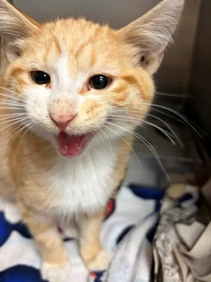A baby small-sized male Domestic Short Hair cat named Yogi for adoption in Baraboo, WI