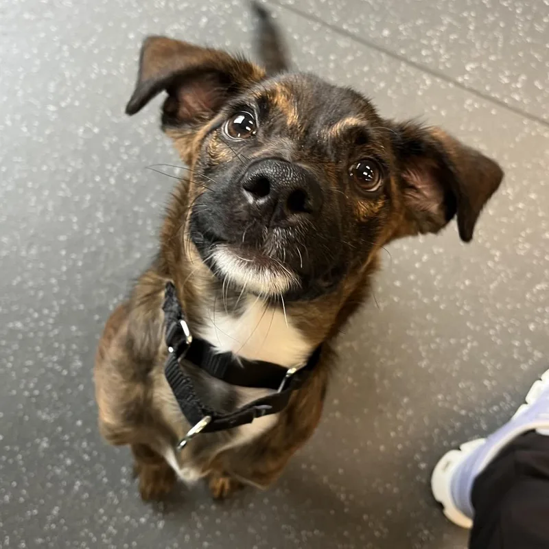 A young small-sized male Brindle Mixed Breed dog named Amber for adoption in Pittsburgh, PA