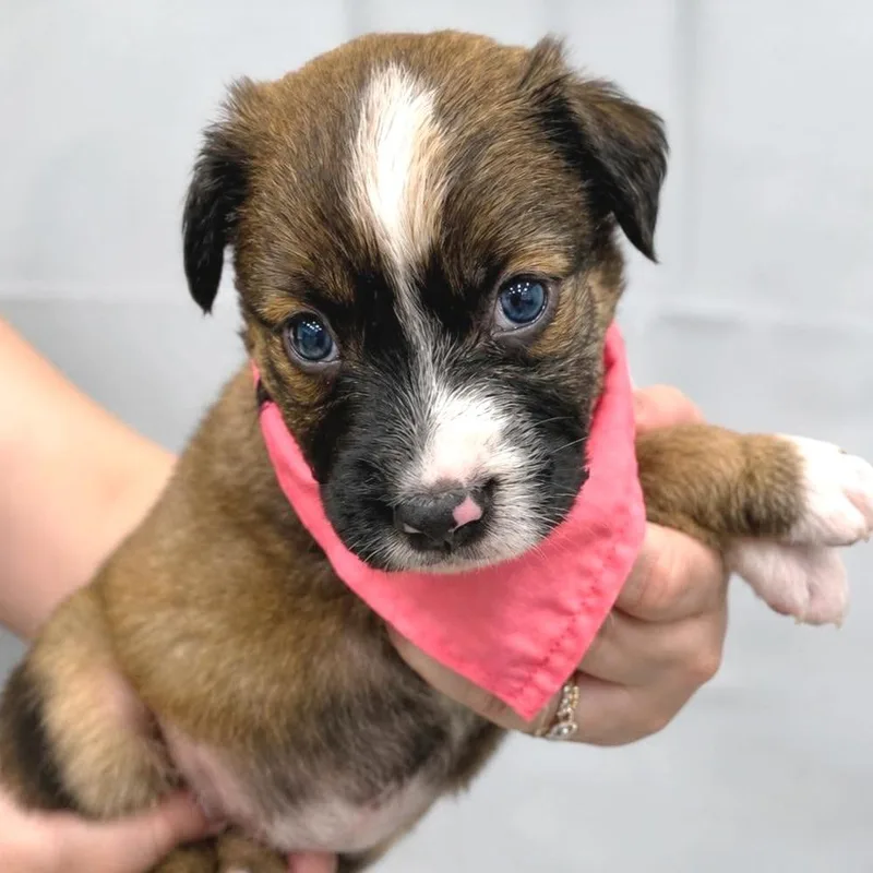 A baby small-sized female White / Cream Mixed Breed dog named Libra for adoption in Tampa, FL