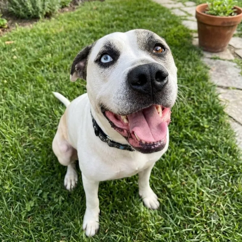 Bohdi