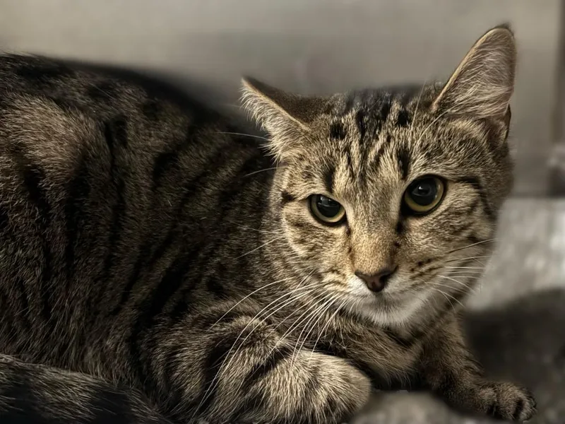 A young small-sized female Tabby cat named Guinevere for adoption in Powell, OH