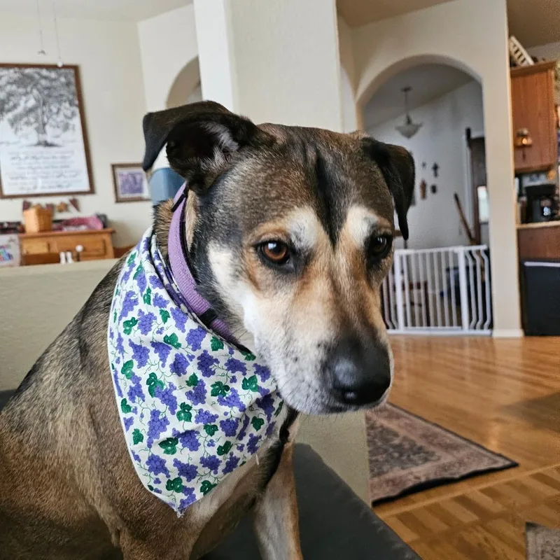 A senior medium-sized female Black Shepherd dog named Grape for adoption in Colorado Springs, CO