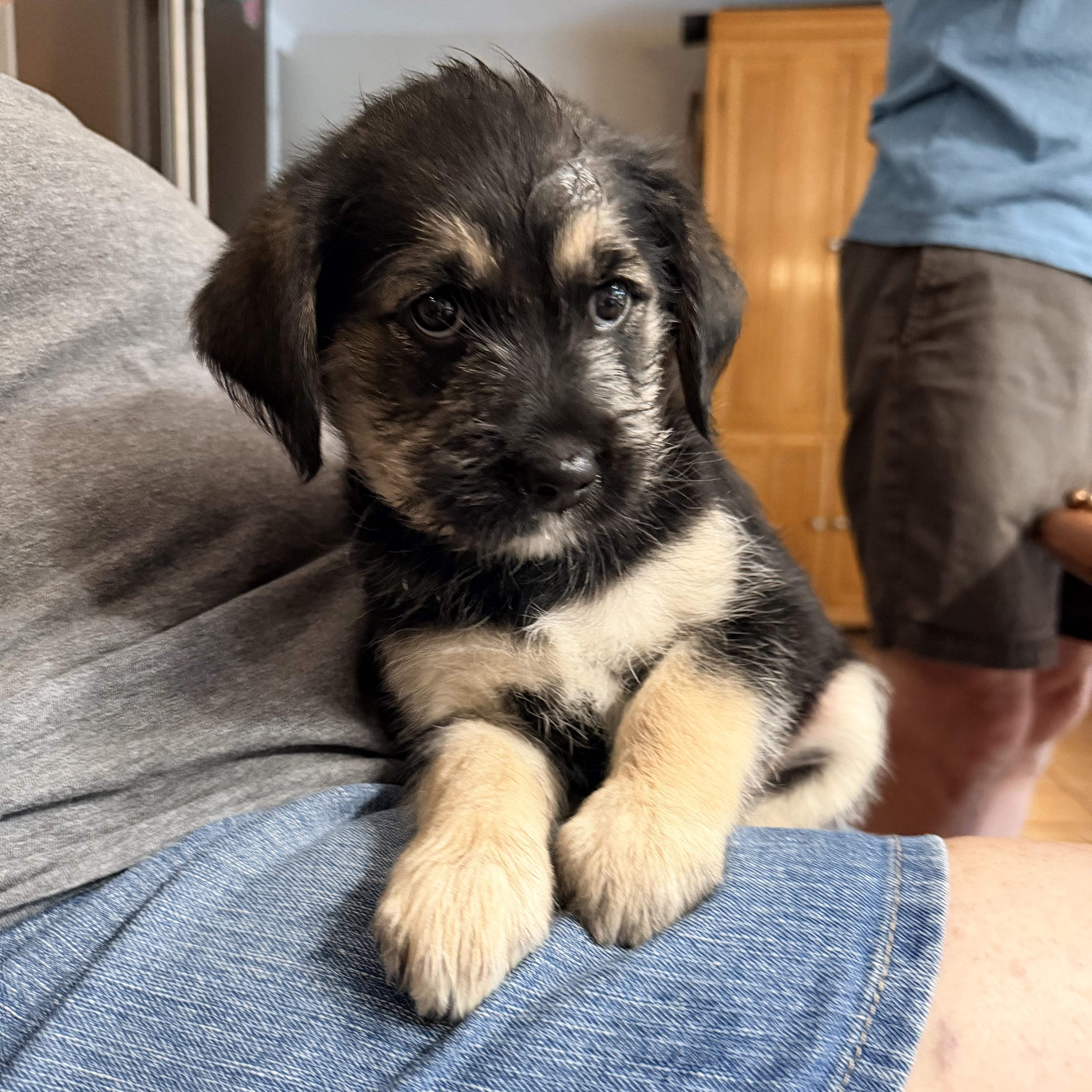 A baby medium-sized female Shih Tzu dog named Betty for adoption in Hillsborough, NJ