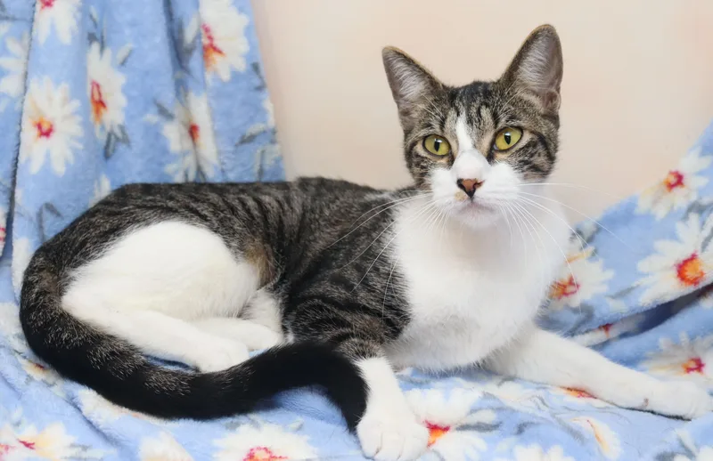 A young medium-sized female Tabby (Gray / Blue / Silver) Domestic Short Hair cat named Matilda for adoption in Tierra Verde, FL