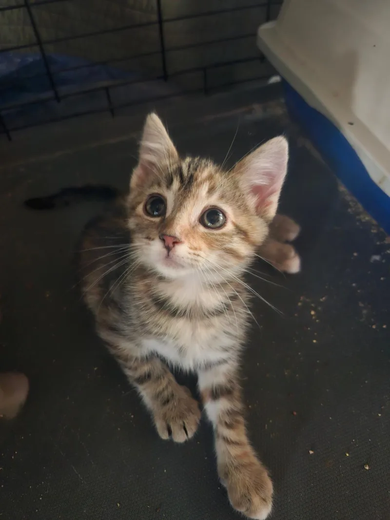 A baby small-sized female Domestic Short Hair cat named Coral for adoption in La Jolla, CA