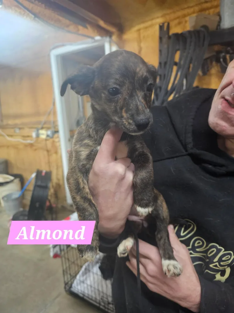 Almond