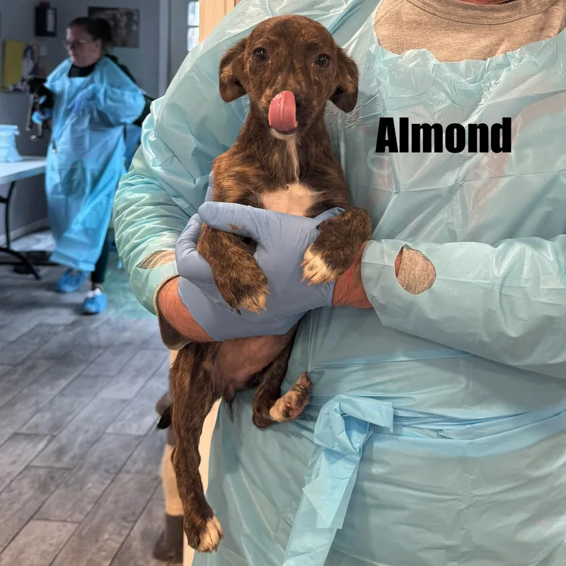 Almond thumbnail 2
