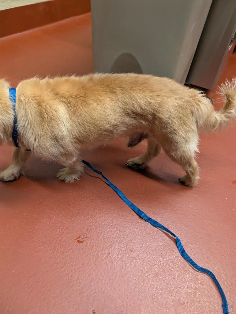 A senior small-sized male Mixed Breed dog named Bartholomew for adoption in Douglasville, GA