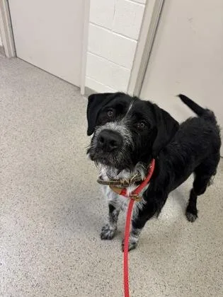 A young large-sized male German Wirehaired Pointer dog named Muck for adoption in Fishers, IN