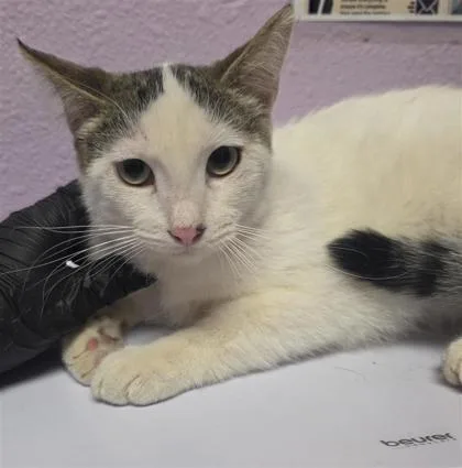 A baby small-sized female White Domestic Short Hair cat named 61355546 for adoption in El Paso, TX