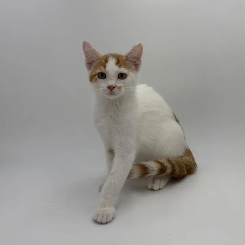 A baby medium-sized male Domestic Short Hair cat named Dwight for adoption in State College, PA