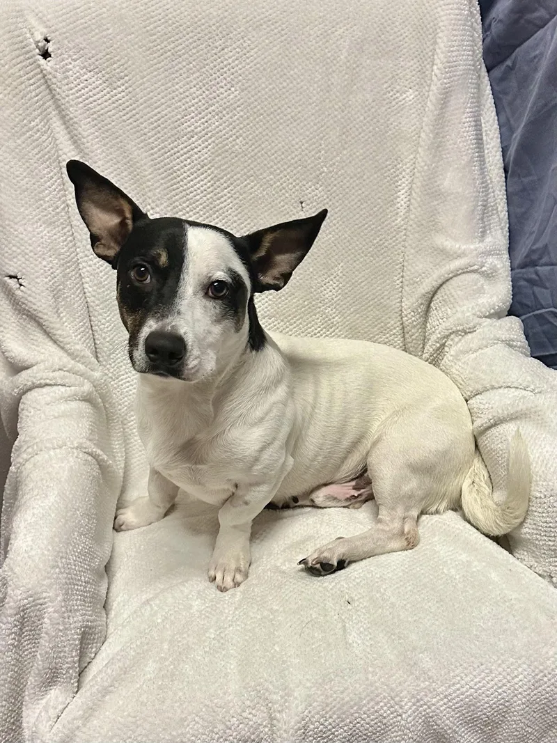 A young medium-sized male Jack Russell Terrier dog named Oreo for adoption in Walker, LA