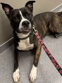 A young large-sized male Pit Bull Terrier dog named Sveen Yrly for adoption in Sidney, OH