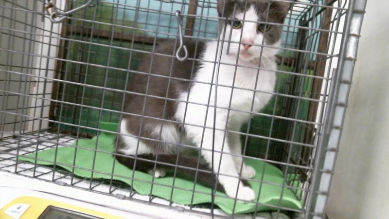 A young small-sized female Domestic Short Hair cat named Ziva for adoption in Houston, TX