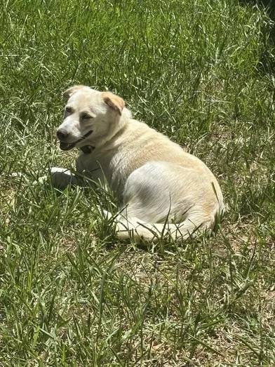 An adult medium-sized female White / Cream Siberian Husky dog named Daisy for adoption in Liverpool, TX