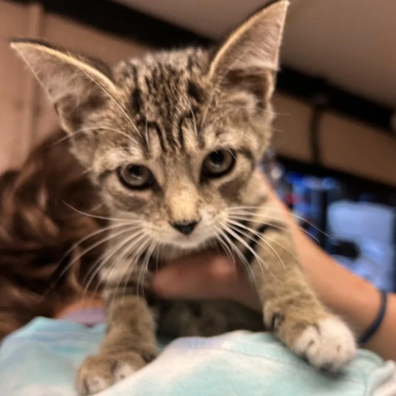 A baby small-sized male Brown / Chocolate Domestic Short Hair cat named Woody for adoption in Newport, NC