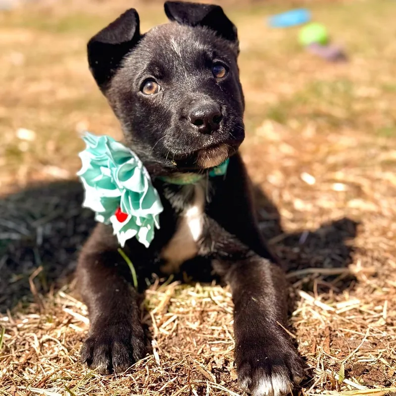 Shamrock thumbnail 2