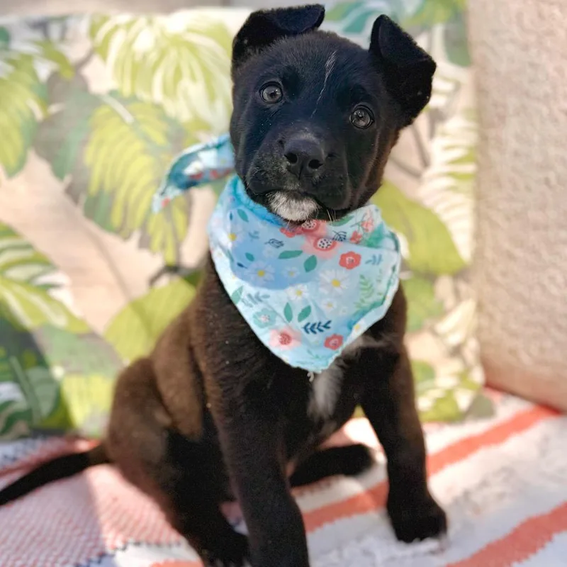 Shamrock thumbnail 3