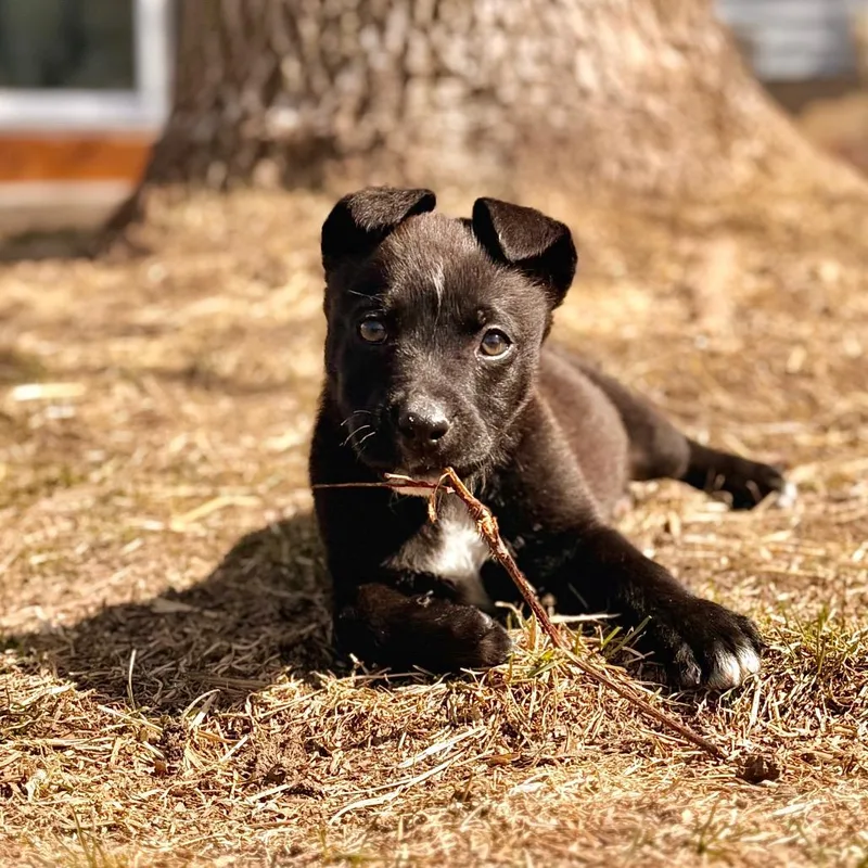 Shamrock thumbnail 4