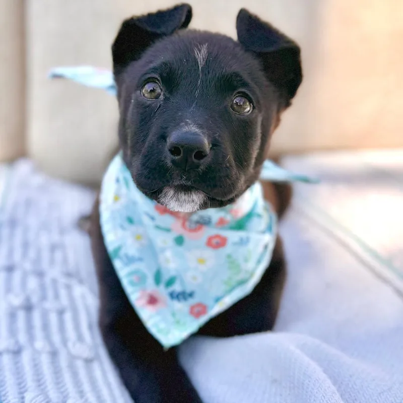 Shamrock thumbnail 5