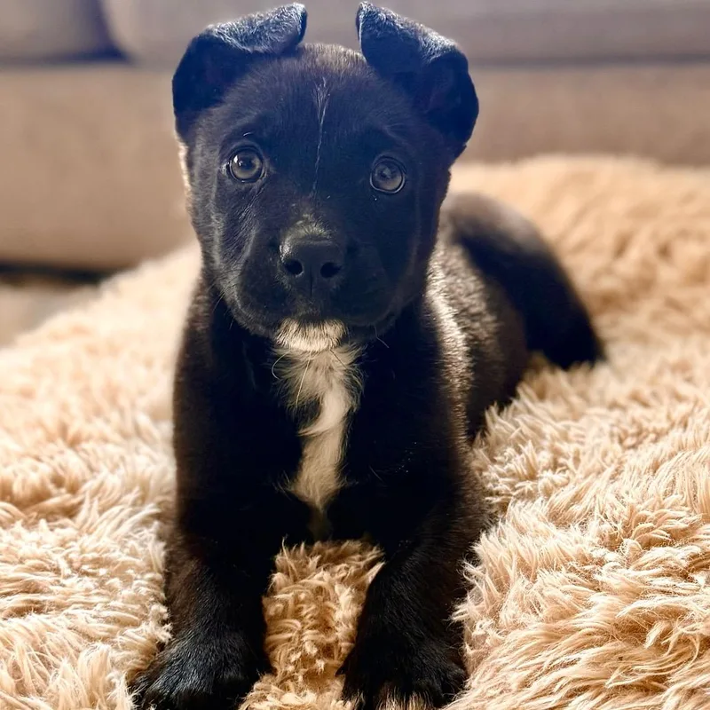 Shamrock thumbnail 6