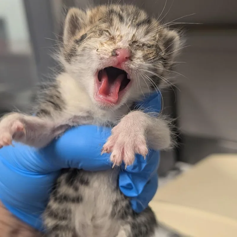A baby small-sized male Brown / Chocolate Domestic Short Hair cat named Hide for adoption in Greenville, SC