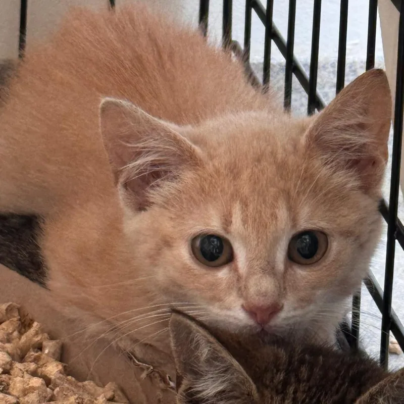A baby small-sized male Buff / Tan / Fawn Domestic Short Hair cat named Desperaux for adoption in Lynchburg, VA