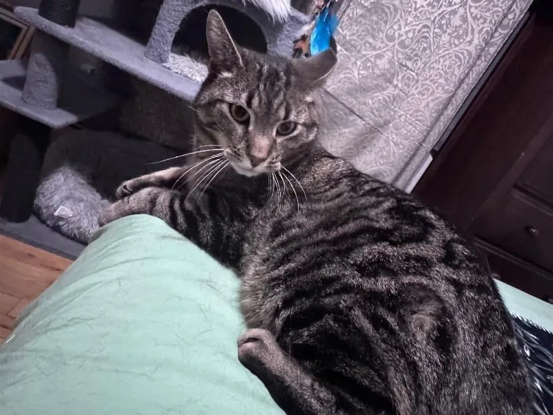 Mr. Meowsky thumbnail 2