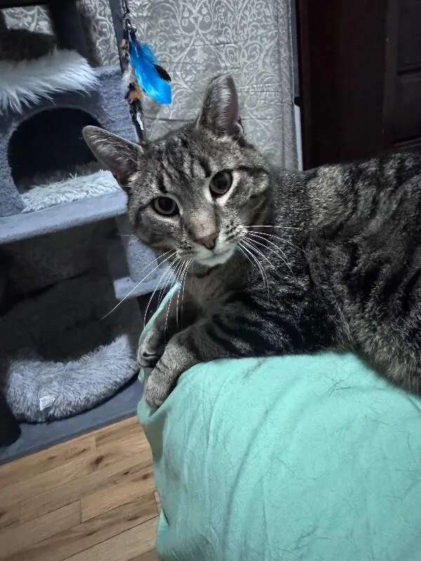 Mr. Meowsky thumbnail 3