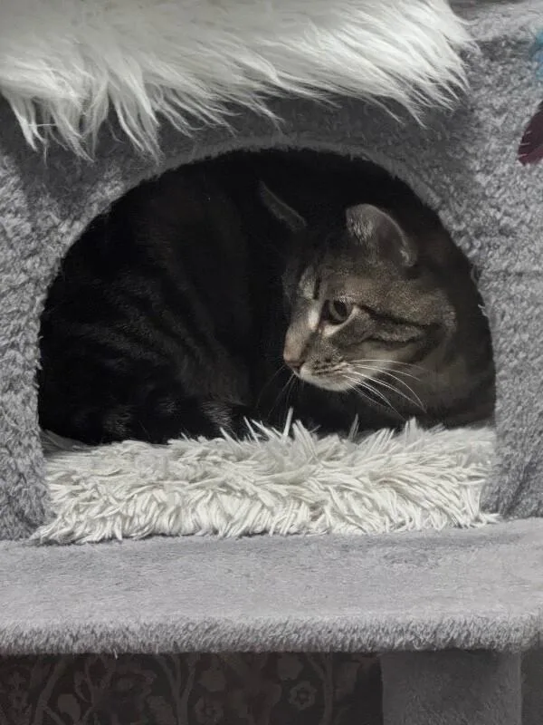 Mr. Meowsky thumbnail 4