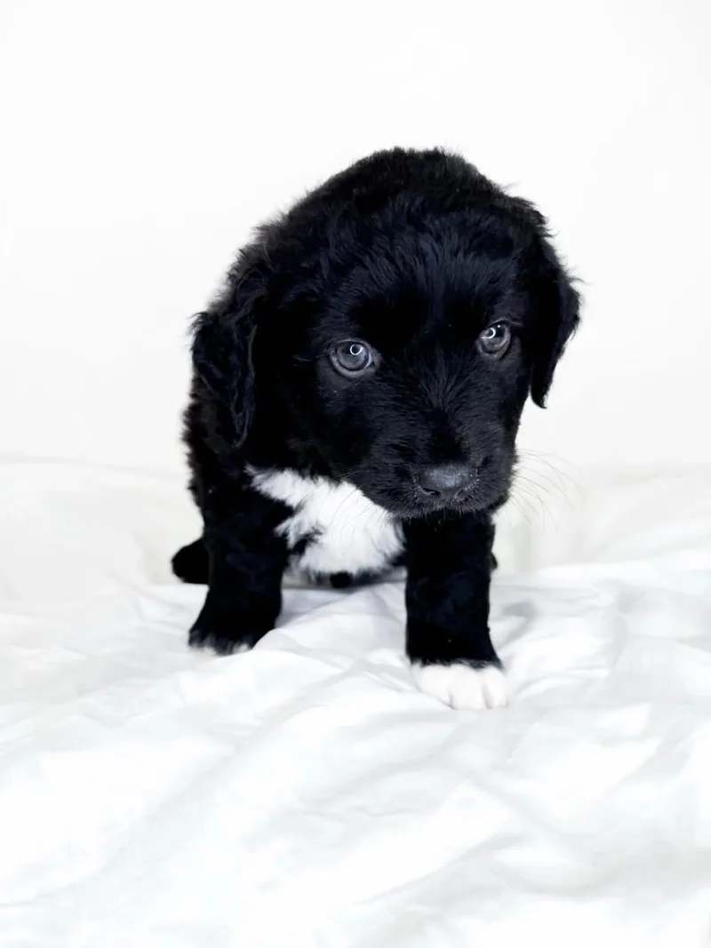 A baby medium-sized male Black Australian Shepherd dog named Mac for adoption in Bixby, OK