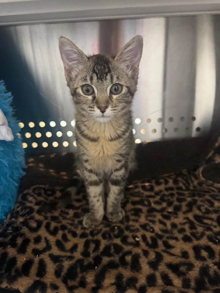 A baby medium-sized female Domestic Short Hair cat named Boysenberry Mousse for adoption in Fort Lupton, CO