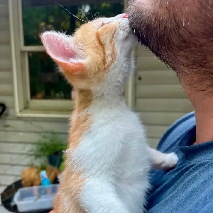 A baby medium-sized male Tabby (Orange / Red) Domestic Short Hair cat named Magnet for adoption in Kentwood, MI