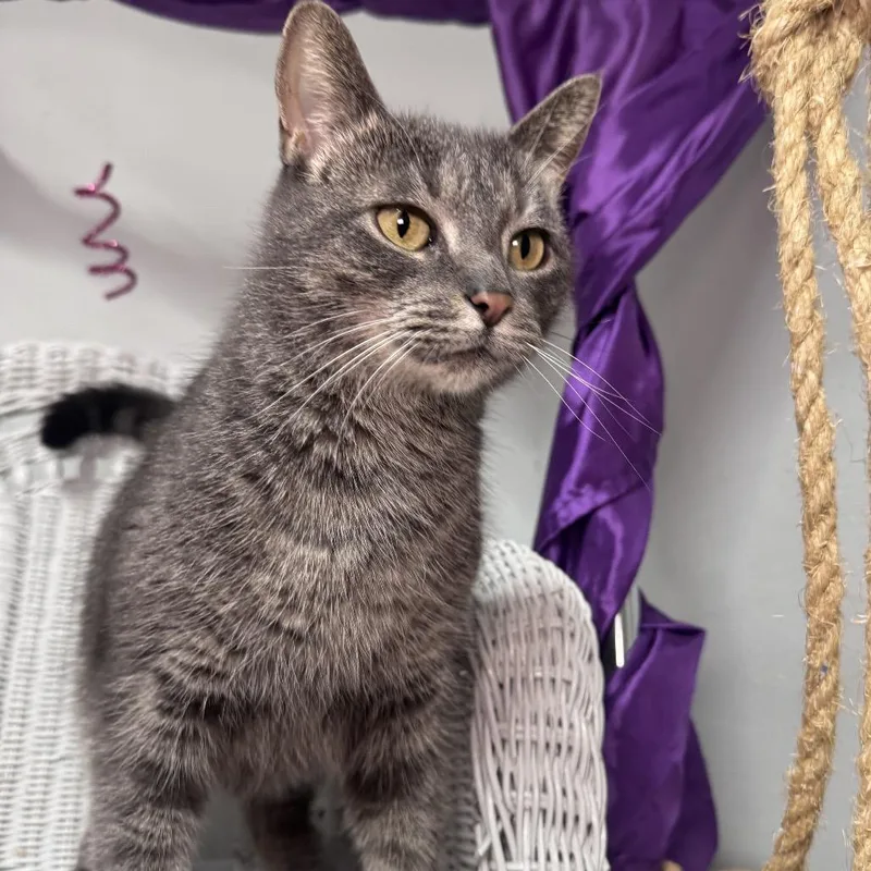 A young medium-sized female Gray / Blue / Silver Domestic Short Hair cat named Georgina Jefferson for adoption in Eaton Rapids, MI