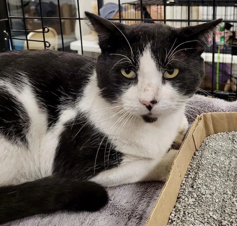 An adult medium-sized male Black & White / Tuxedo Domestic Short Hair cat named Moo for adoption in San Juan Capistrano, CA