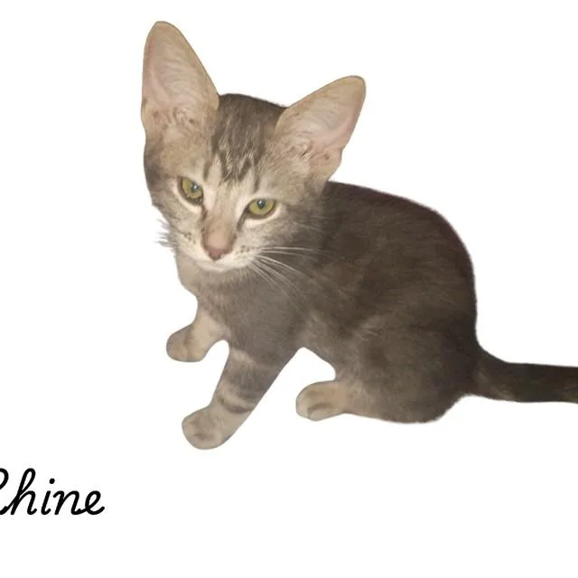 A baby small-sized female Domestic Short Hair cat named Rhine for adoption in Auburn, CA