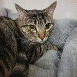 A young medium-sized male Tabby (Gray / Blue / Silver) Tabby cat named Loafer for adoption in Green Valley, AZ