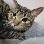 Loafer thumbnail 2