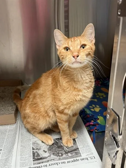 An adult small-sized male Domestic Short Hair cat named Tom Tom for adoption in Olivette, MO