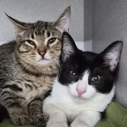 A baby small-sized male Domestic Short Hair cat named Oreo for adoption in Sacramento, CA