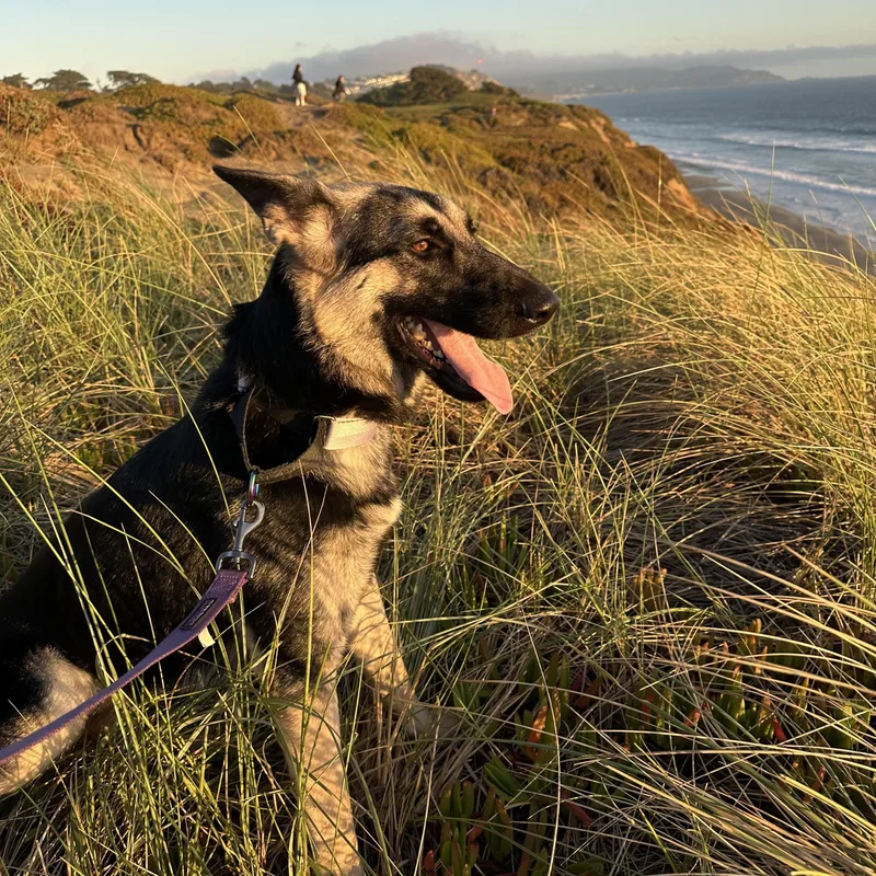 A young medium-sized female German Shepherd Dog dog named Kaia for adoption in Los Osos, CA