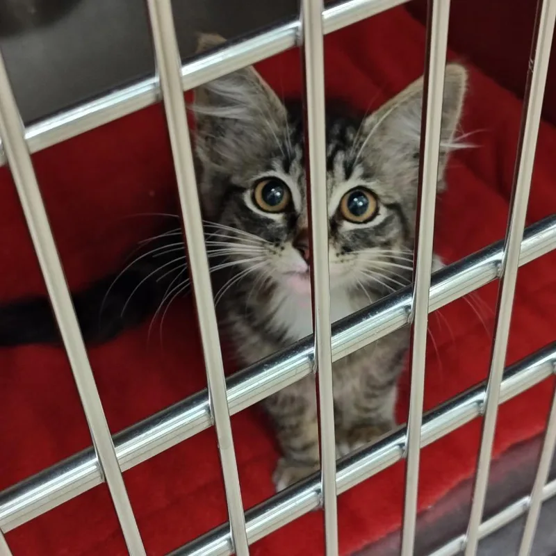 A baby small-sized female Gray / Blue / Silver Domestic Medium Hair cat named Scarlett for adoption in Upland, CA