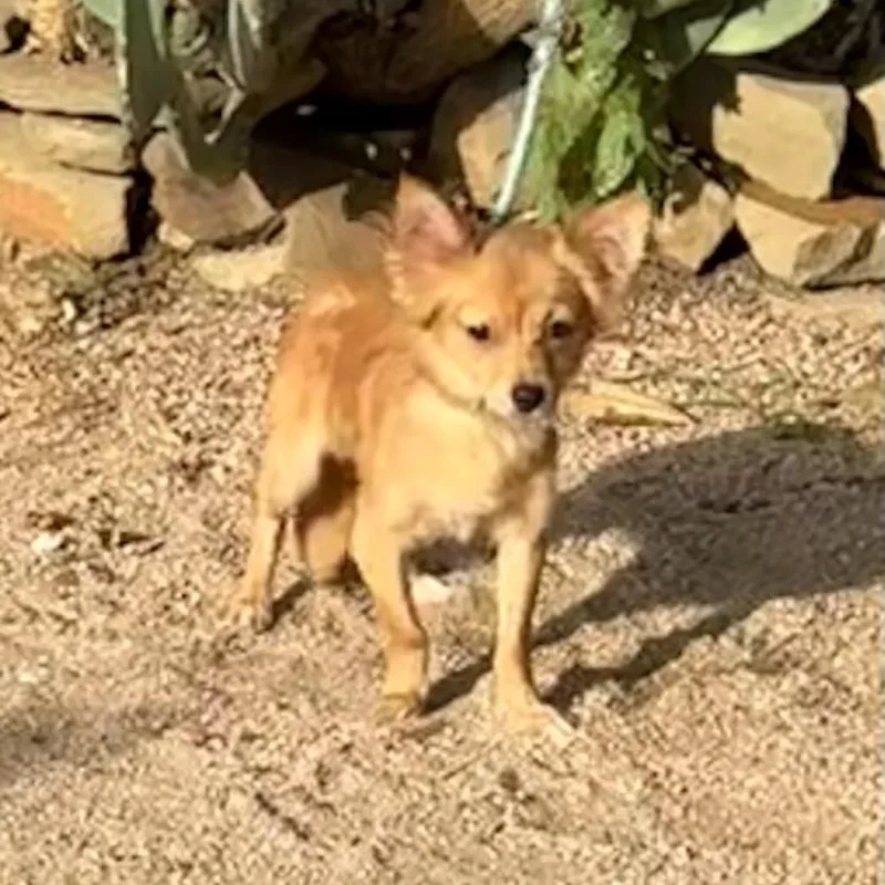 A young small-sized male Chihuahua dog named Brownie for adoption in Williston, VT