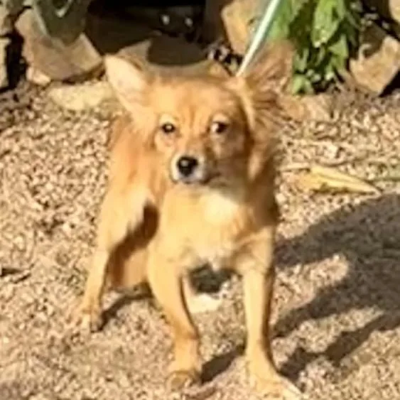 Brownie thumbnail 2