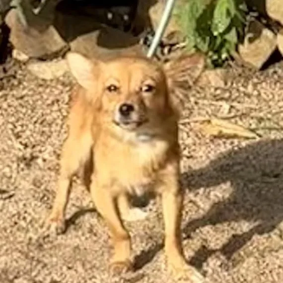 Brownie thumbnail 3