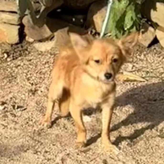 Brownie thumbnail 4