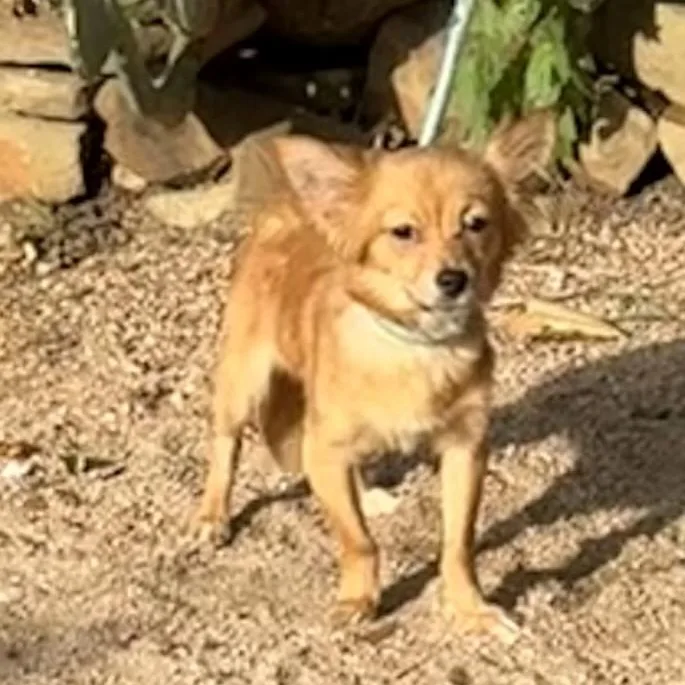 Brownie thumbnail 5